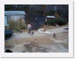 Feed the Birds3 * 1152 x 864 * (336KB)